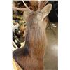 Image 7 : 8-Point SIKA DEER Shoulder Mount