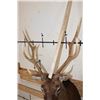 Image 9 : 8-Point SIKA DEER Shoulder Mount