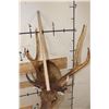 Image 10 : 6-Point SAMBAR DEER Shoulder Mount
