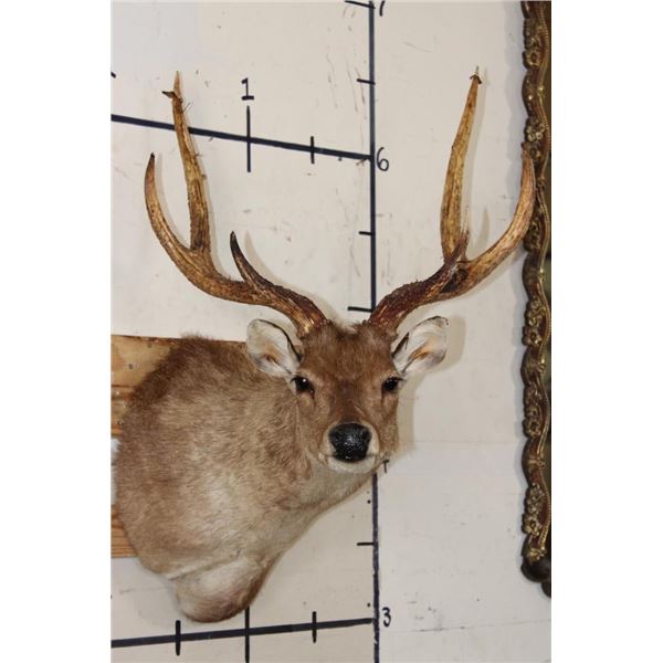 6-Point SAMBAR DEER Shoulder Mount