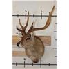 Image 2 : 6-Point SAMBAR DEER Shoulder Mount