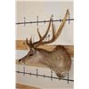 Image 3 : 6-Point SAMBAR DEER Shoulder Mount