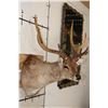 Image 4 : 6-Point SAMBAR DEER Shoulder Mount
