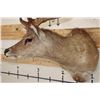 Image 7 : 6-Point SAMBAR DEER Shoulder Mount