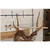 Image 9 : 6-Point SAMBAR DEER Shoulder Mount