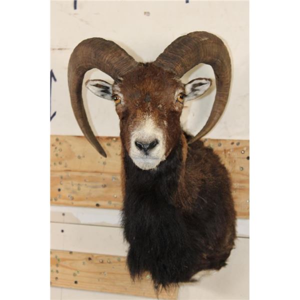 MOUFLON Shoulder Mount