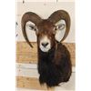 Image 1 : MOUFLON Shoulder Mount