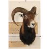 Image 2 : MOUFLON Shoulder Mount