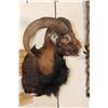 Image 3 : MOUFLON Shoulder Mount