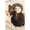 Image 4 : MOUFLON Shoulder Mount
