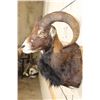 Image 5 : MOUFLON Shoulder Mount