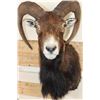 Image 6 : MOUFLON Shoulder Mount
