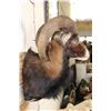 Image 7 : MOUFLON Shoulder Mount