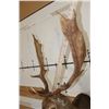 Image 10 : 14-Point FALLOW DEER Shoulder Mount