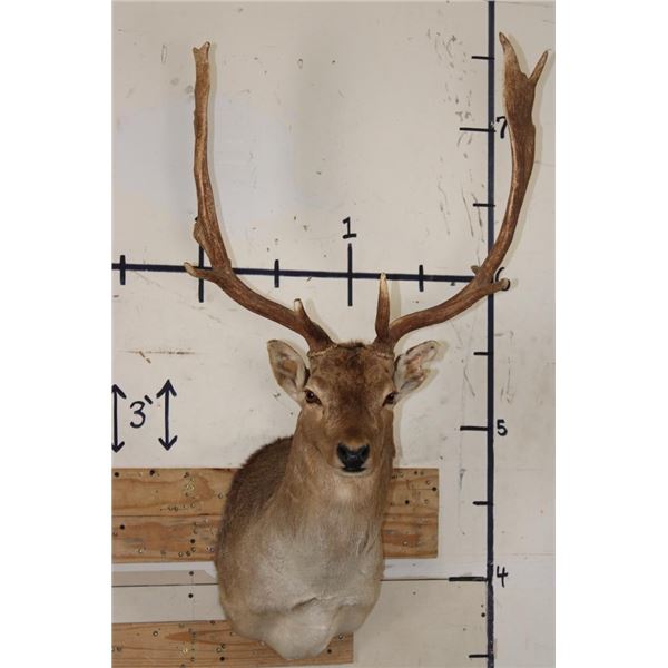 14-Point FALLOW DEER Shoulder Mount