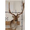 Image 1 : 14-Point FALLOW DEER Shoulder Mount