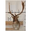 Image 2 : 14-Point FALLOW DEER Shoulder Mount