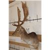 Image 3 : 14-Point FALLOW DEER Shoulder Mount