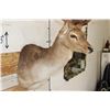 Image 5 : 14-Point FALLOW DEER Shoulder Mount