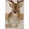 Image 7 : 14-Point FALLOW DEER Shoulder Mount