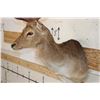 Image 8 : 14-Point FALLOW DEER Shoulder Mount