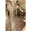 Image 9 : 14-Point FALLOW DEER Shoulder Mount