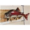 Image 2 : *Real Skin* STEELHEAD TROUT Fish Mount