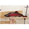 Image 4 : *Real Skin* STEELHEAD TROUT Fish Mount