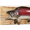 Image 5 : *Real Skin* STEELHEAD TROUT Fish Mount