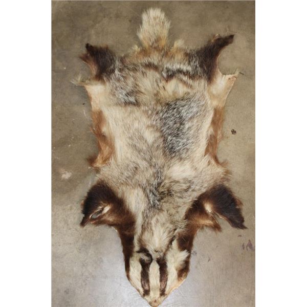EUROPEAN BADGER Hide or Pelt