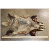 Image 2 : EUROPEAN BADGER Hide or Pelt