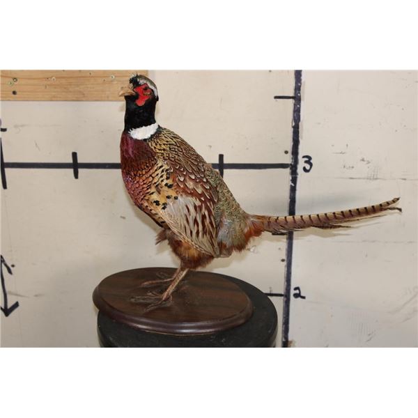 Life-sized RING-NECKED PHEASANT on a Wooden Base