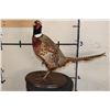 Image 1 : Life-sized RING-NECKED PHEASANT on a Wooden Base
