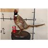 Image 2 : Life-sized RING-NECKED PHEASANT on a Wooden Base