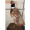 Image 6 : Life-sized RING-NECKED PHEASANT on a Wooden Base
