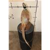 Image 7 : Life-sized RING-NECKED PHEASANT on a Wooden Base
