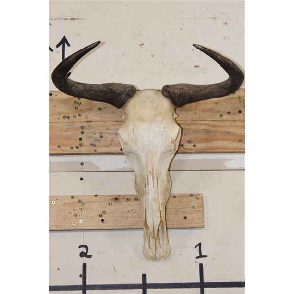 BLUE WILDEBEEST Skull with a Wire Hanger