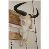 Image 2 : BLUE WILDEBEEST Skull with a Wire Hanger