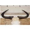 Image 8 : BLUE WILDEBEEST Skull with a Wire Hanger