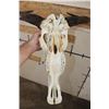 Image 9 : BLUE WILDEBEEST Skull with a Wire Hanger