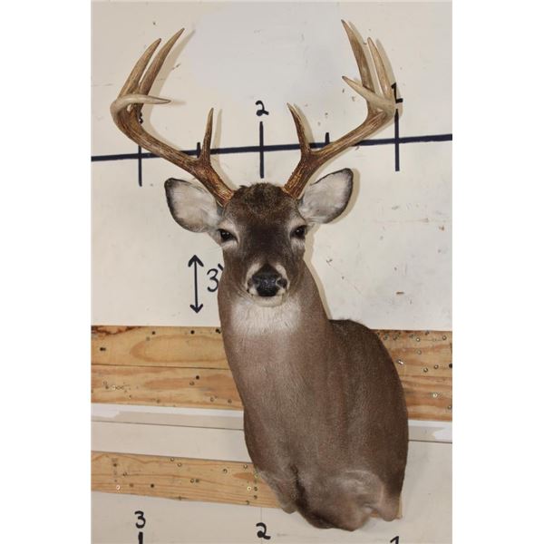 9-Point WHITETAIL DEER Shoulder Mount