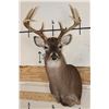 Image 1 : 9-Point WHITETAIL DEER Shoulder Mount