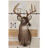 Image 2 : 9-Point WHITETAIL DEER Shoulder Mount