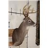 Image 3 : 9-Point WHITETAIL DEER Shoulder Mount