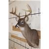 Image 4 : 9-Point WHITETAIL DEER Shoulder Mount