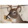 Image 5 : 9-Point WHITETAIL DEER Shoulder Mount