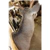 Image 7 : 9-Point WHITETAIL DEER Shoulder Mount