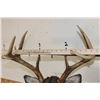 Image 8 : 9-Point WHITETAIL DEER Shoulder Mount
