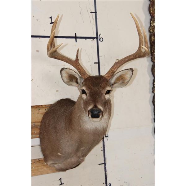 7-Point WHITETAIL DEER Shoulder Mount