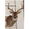 Image 1 : 7-Point WHITETAIL DEER Shoulder Mount